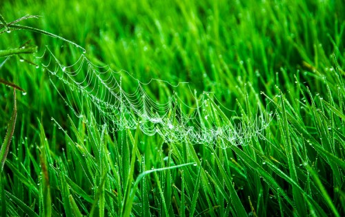 Spiderweb in dew / Zarosená pavučina